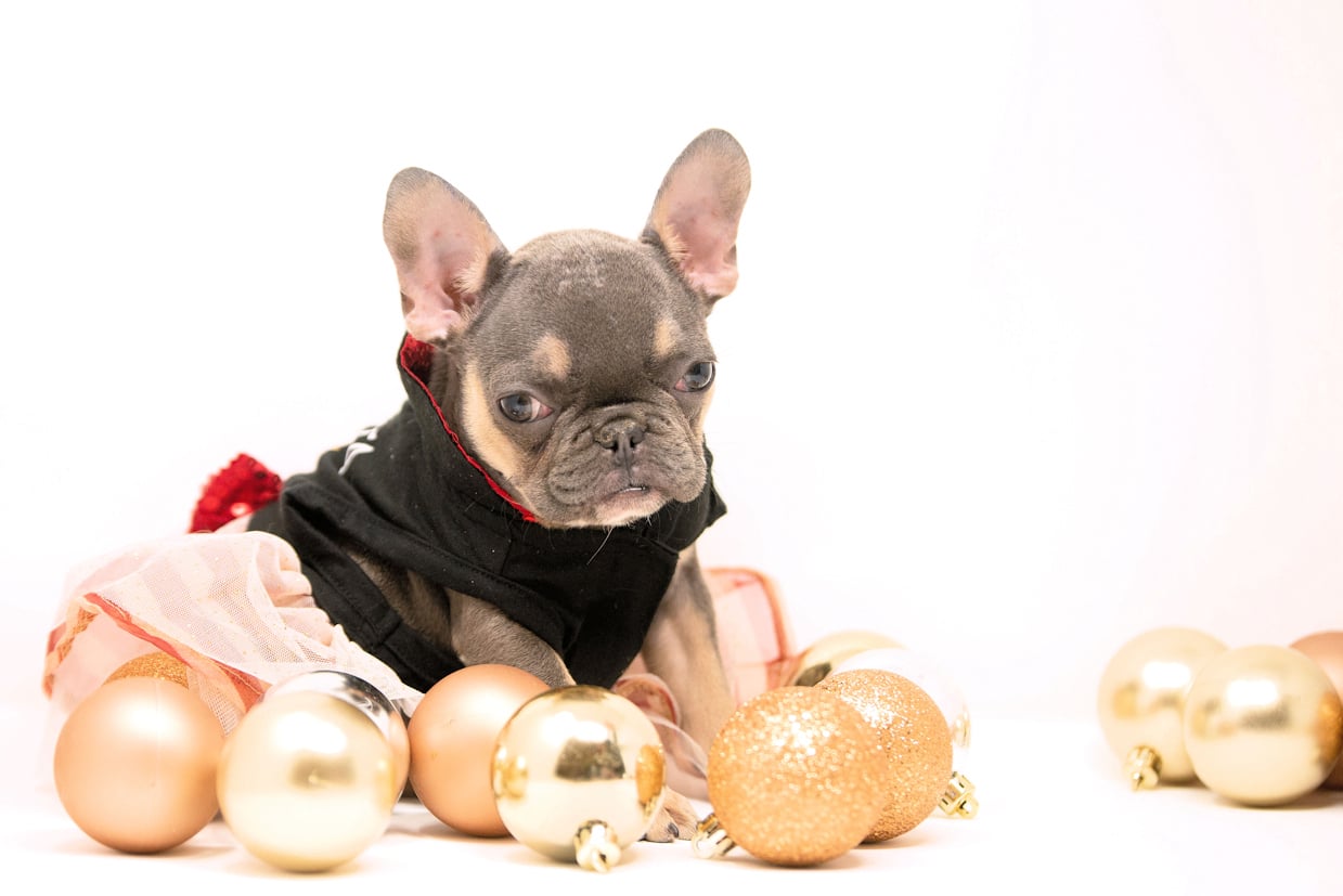 Holiday Frenchie Puppy
